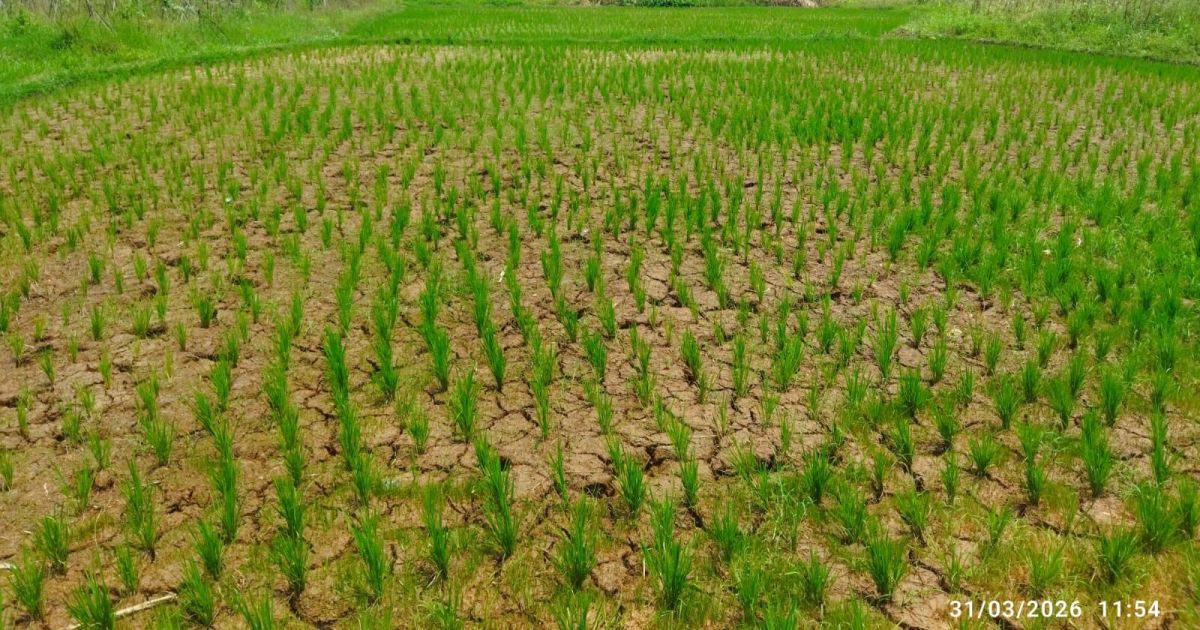 KNPI Jasinga Tanam Padi, Krisis Irigasi Masih Jadi Hambatan