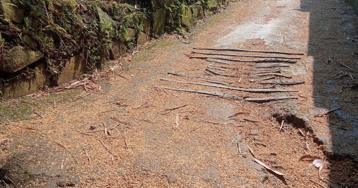 Jalan Desa Cipicung Rusak Bertahun-tahun, Warga Terpaksa Tabur Sekam: Dana Infrastruktur Dipertanyakan