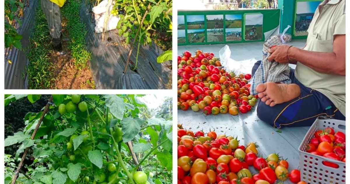 Program GARITAN Antam Dongkrak Hasil Panen dan Ekonomi Desa Kalongliud