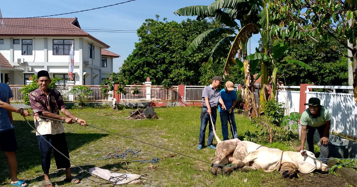Sekber Wartawan Bogor Raya menggelar pemotongan hewan kurban Idul Adha 1447 H di Cibinong dan mengapresiasi bantuan sapi kurban dari Bupati Bogor Rudy Susmanto.