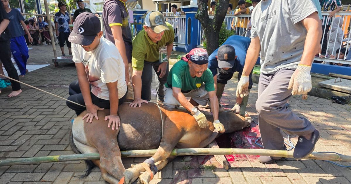 Masjid Ar-Rahmah Duta Mekar Asri Cileungsi, Bogor, menyembelih 10 sapi dan 23 kambing pada Iduladha 1447 H untuk dibagikan kepada masyarakat dan kaum dhuafa.