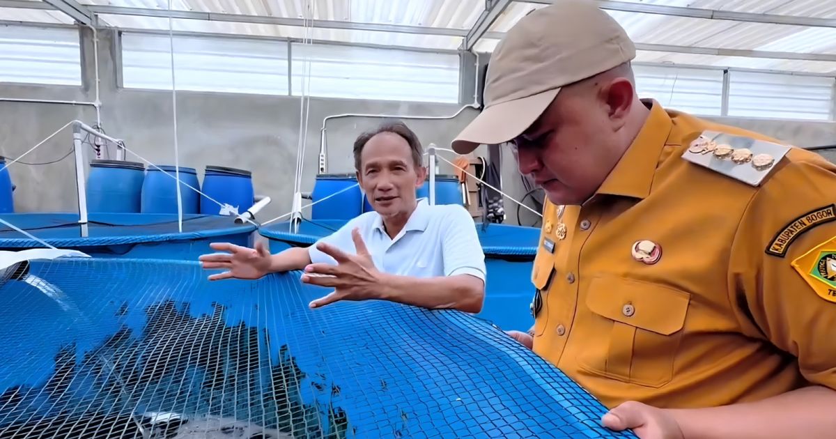 Bupati Bogor Rudy Susmanto mengunjungi Yamagen Koi Farm di Ciseeng untuk melihat proses pembibitan ikan koi dan mendorong pengembangan sektor perikanan sebagai penggerak ekonomi masyarakat.