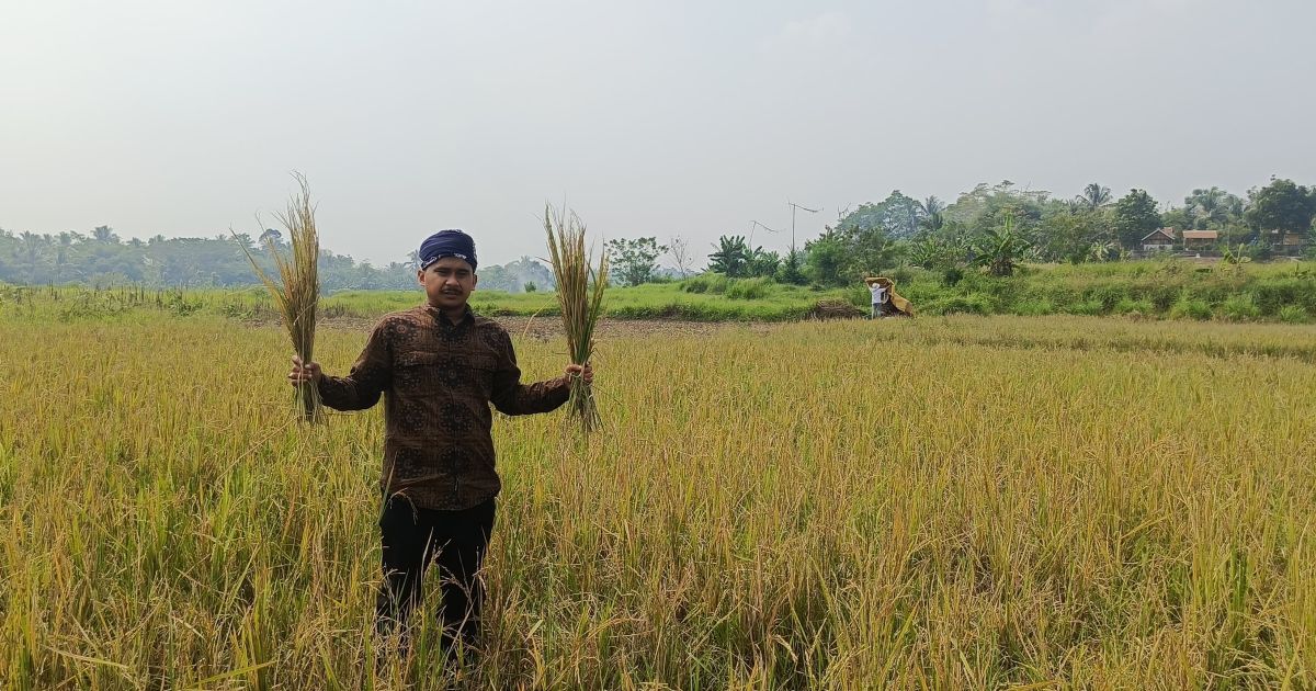 Panen Padi KNPI Jasinga Merosot, Kerusakan Irigasi Sendung-Cidurian-Sodong Jadi Sorotan