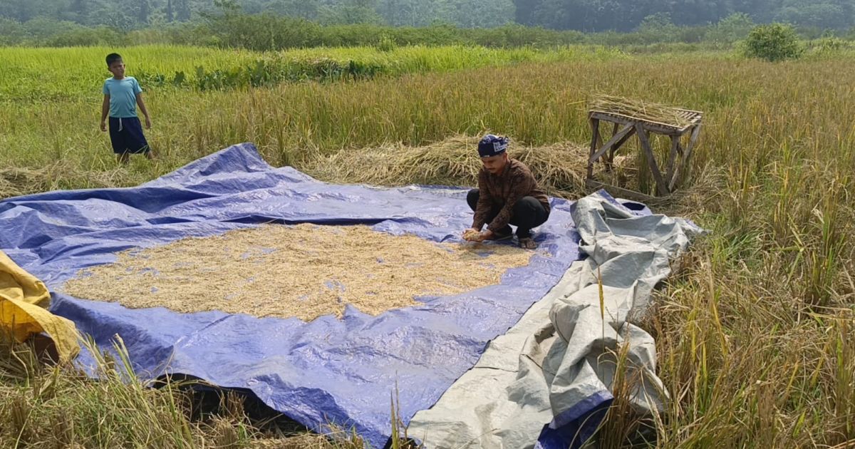 PK KNPI Jasinga menyoroti kerusakan irigasi Sendung-Cidurian-Sodong setelah hasil panen padi di Desa Bagoang jauh dari harapan. Petani berharap Pemkab Bogor segera melakukan perbaikan jaringan irigasi.
