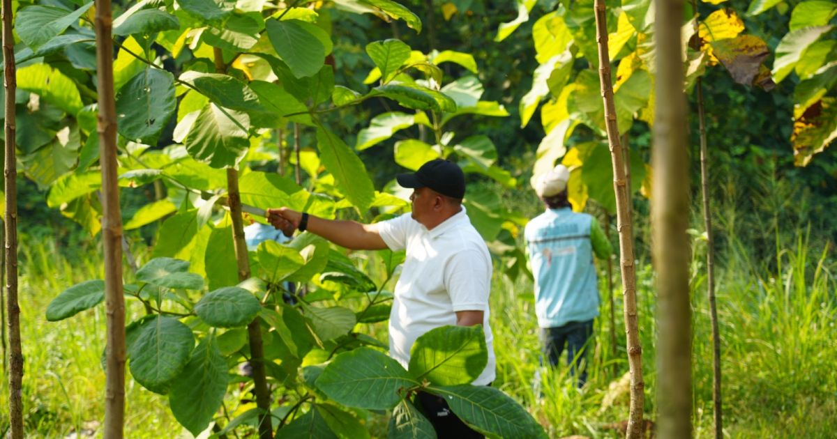 Pemkab Bogor telah menanam 45.152 pohon di kawasan hutan kota seluas 156,44 hektare yang tersebar di 40 kecamatan. Bupati Rudy Susmanto menegaskan penghijauan sebagai investasi lingkungan untuk generasi mendatang.