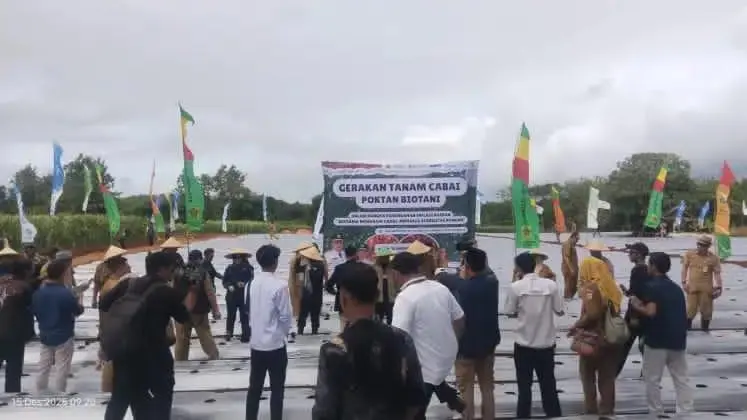 Poktan Biotani Tanam Cabai di Lahan 9 Hektare, Perkuat Ketahanan Pangan Bogor