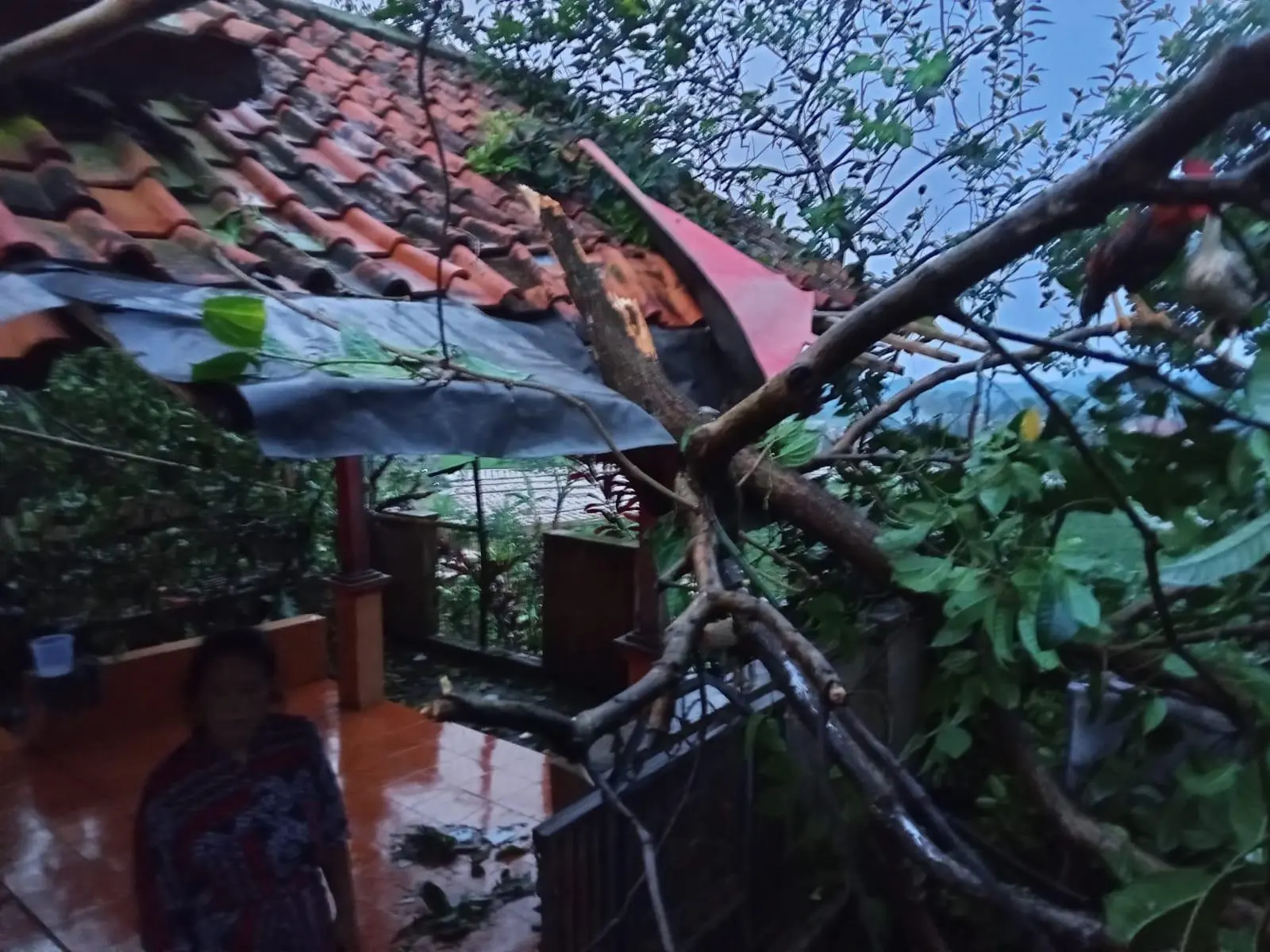 Pamijahan Diterpa Angin Kencang, Pohon Tumbang dan Rumah Rusak