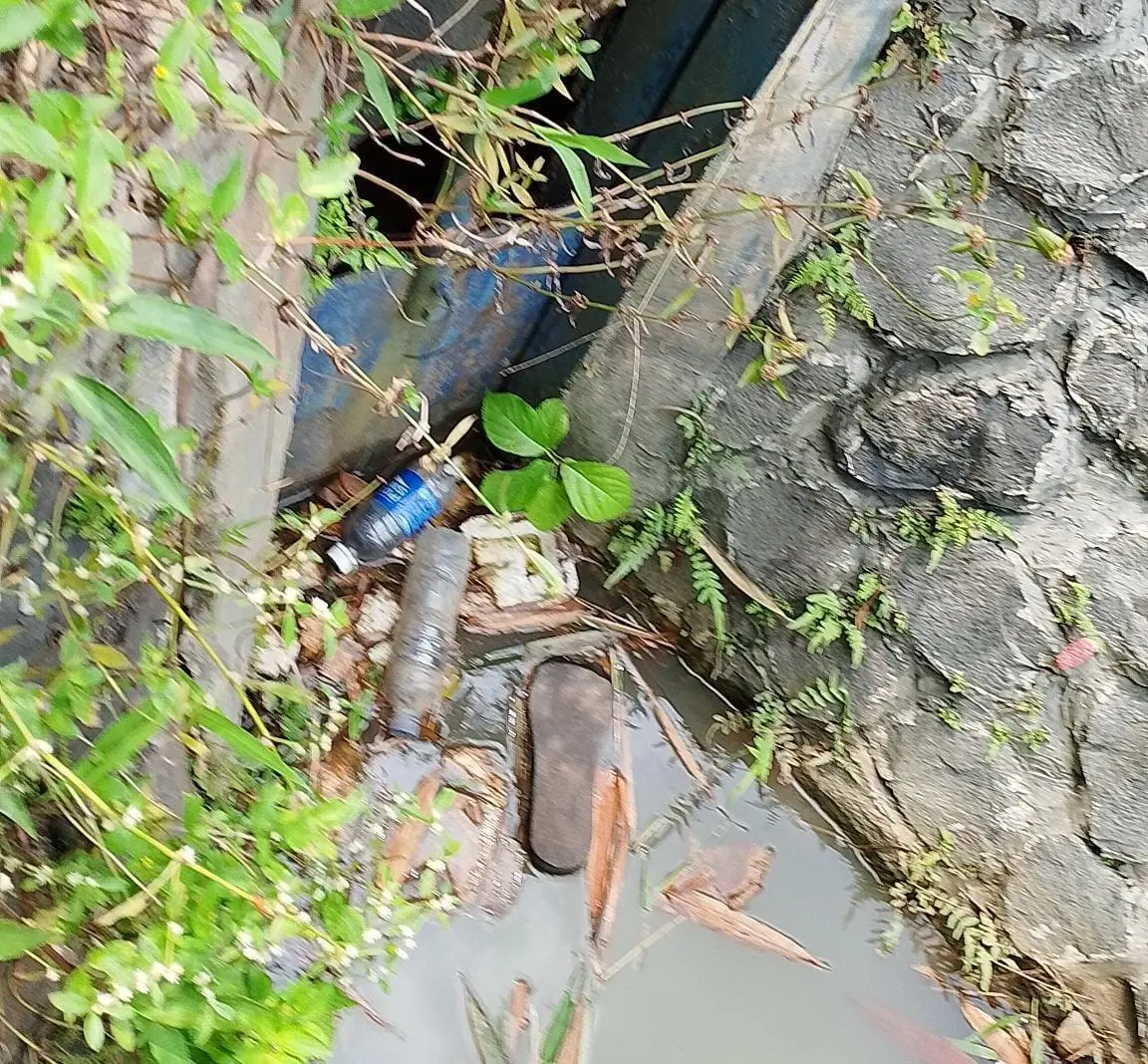 Irigasi Sodong Kering, Petani Jasinga Terancam Gagal Panen