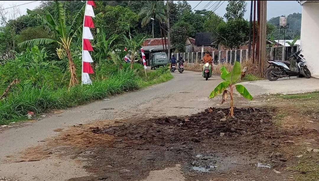 Kesal Jalan Rusak, Warga Nanggung Tanam Pohon Pisang di Tengah Jalan