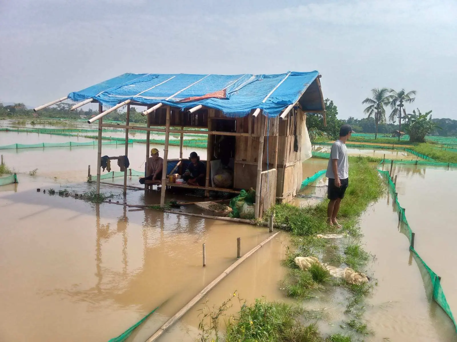 Banjir Bertubi-Tubi, Petani Ikan di Ciseeng Merugi hingga Miliaran Rupiah