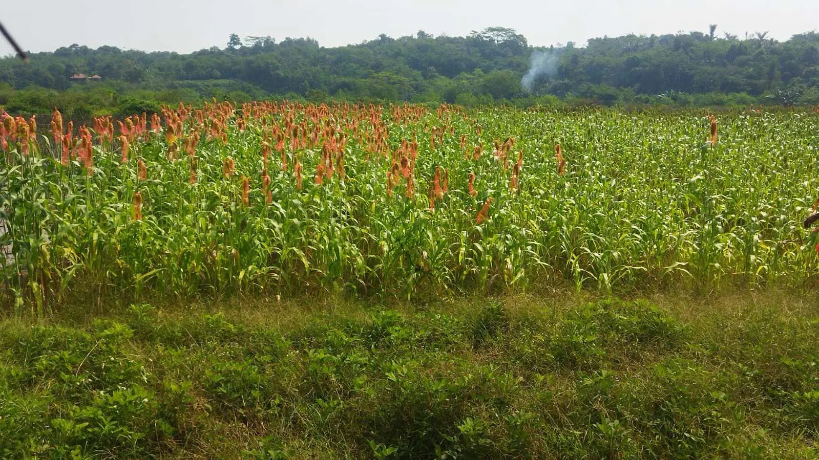 Amelia, Perempuan Jasinga yang Menanam Harapan Lewat Sorgum