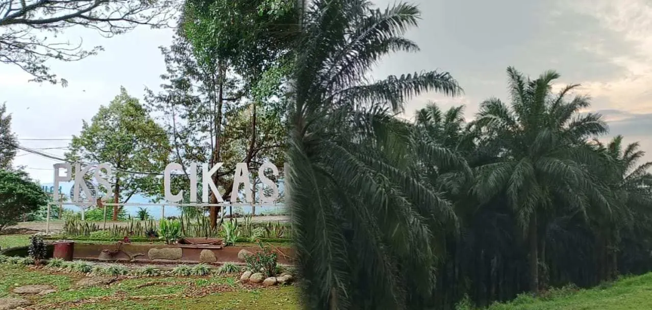 12 Tahun Produksi Sawit, PKS Cikasungka Ungkap Sumber Bahan Baku Utamanya