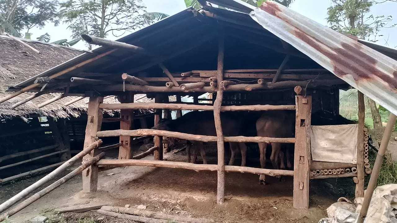 15 Kerbau Disalurkan, Pemdes Sadengkolot Bantah Tuduhan LSM