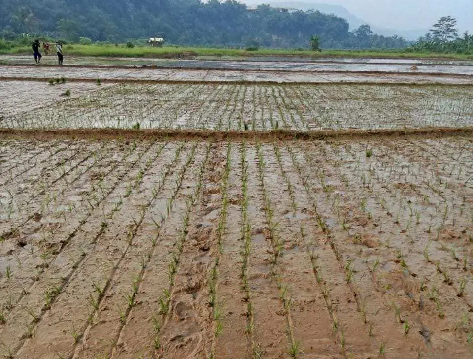 Desa Kalongliud Buka Lahan 3 Hektar untuk Hortikultura, Dorong Ketahanan Pangan Mandiri