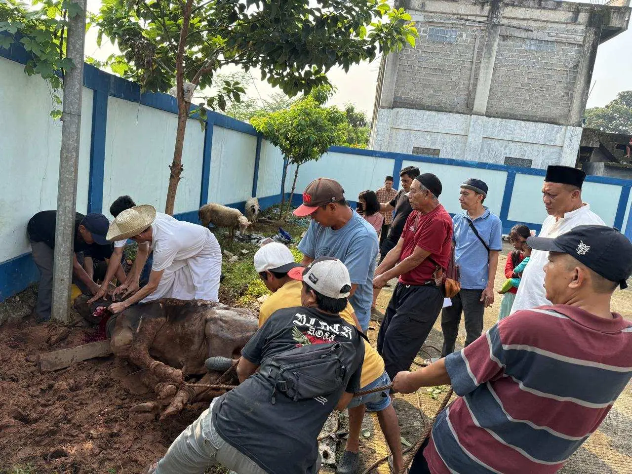 PWI Kabupaten Bogor Tebar Kepedulian Lewat Kurban Idul Adha 1446