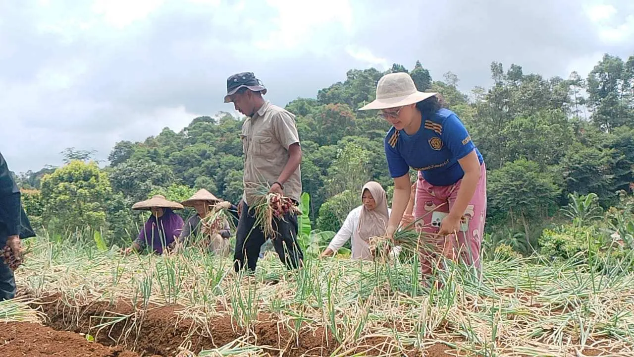 Budidaya Bawang Merah, Petani di Sukajaya Sukses Raup Puluhan Juta Sekali Panen
